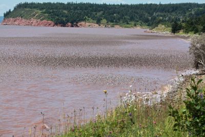 Sandpipers Return by mary hindle